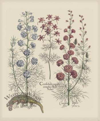 Besler 177 Colored  B2